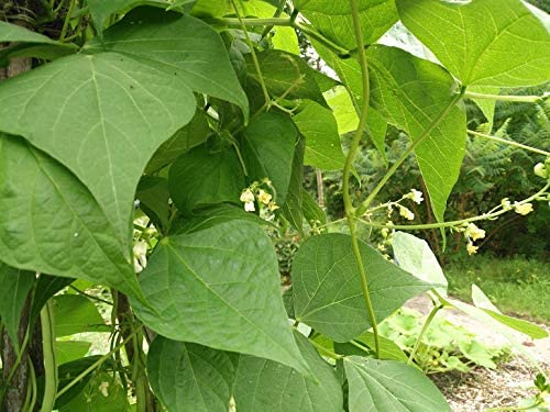 Hundredfold Heirloom Kentucky Wonder Pole Bean 30 Vegetable Seeds - Non-GMO, Phaseolus vulgaris, Young for Green Bean, Mature for Shell Bean
