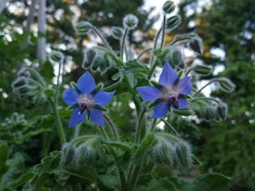 Hundredfold Borage 100 Herb Seeds - Borago officinalis, Non-GMO Starflower, Edible Flowers & Young Shoots, Bee Bush or Bee Bread