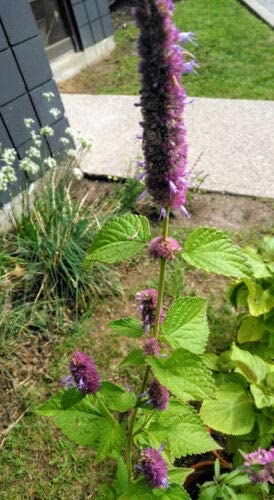 Hundredfold Anise Hyssop 1000 Herb Seeds - Agastache foeniculum Vanilla Hyssop, Giant Hyssop, Canada & America Native, Purple Flowers Attractive to Bees & Butterflies