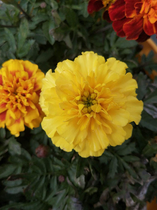 Hundredfold Crackerjack Mix African Marigold 400 Flower Seeds - Tagetes erecta Cracker Jack Mexican Marigold with Large Flowers & Long Bloom Time