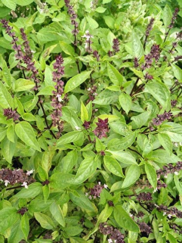Hundredfold Sweet Thai Basil Herb 750 Seeds - Ocimum Basilicum Non-GMO for India, Thai & Vietnam South Asia Cuisine