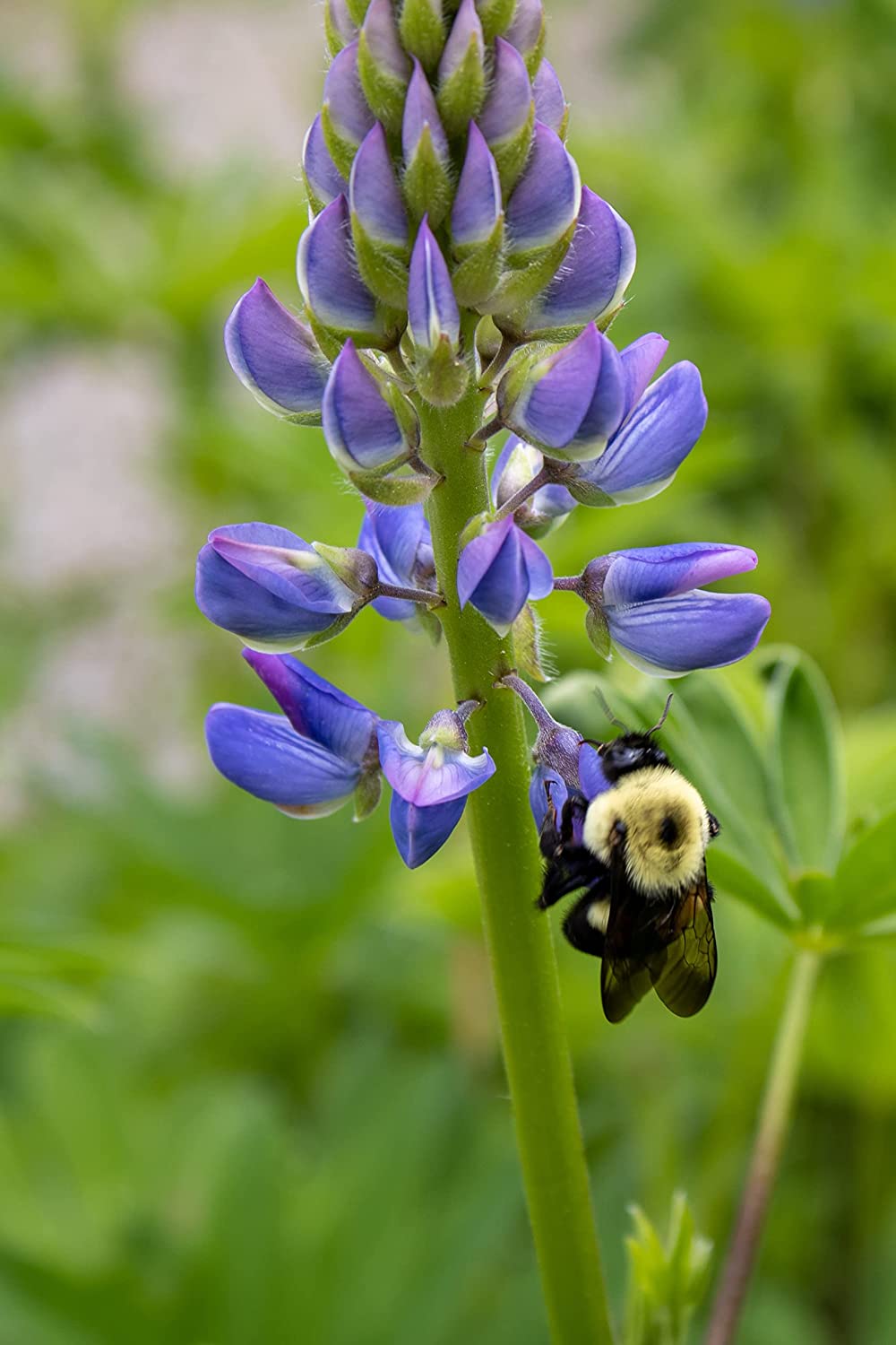 Hollow-leaf Annual Lupine, Arroyo Lupine, Succulent Lupine 100 Flower Seeds - Lupinus succulentus Non-GMO Pacific Northwest Native Wildflower, Attract Bees, Birds and Butterflies