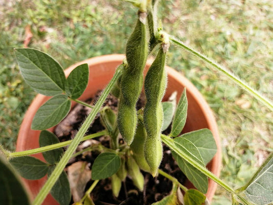 Hundredfold Organic Shirofumi Soy Bean 30 Seeds - Glycine max Open-pollinated Heirloom Soybean, Edamame Vegetable Seeds
