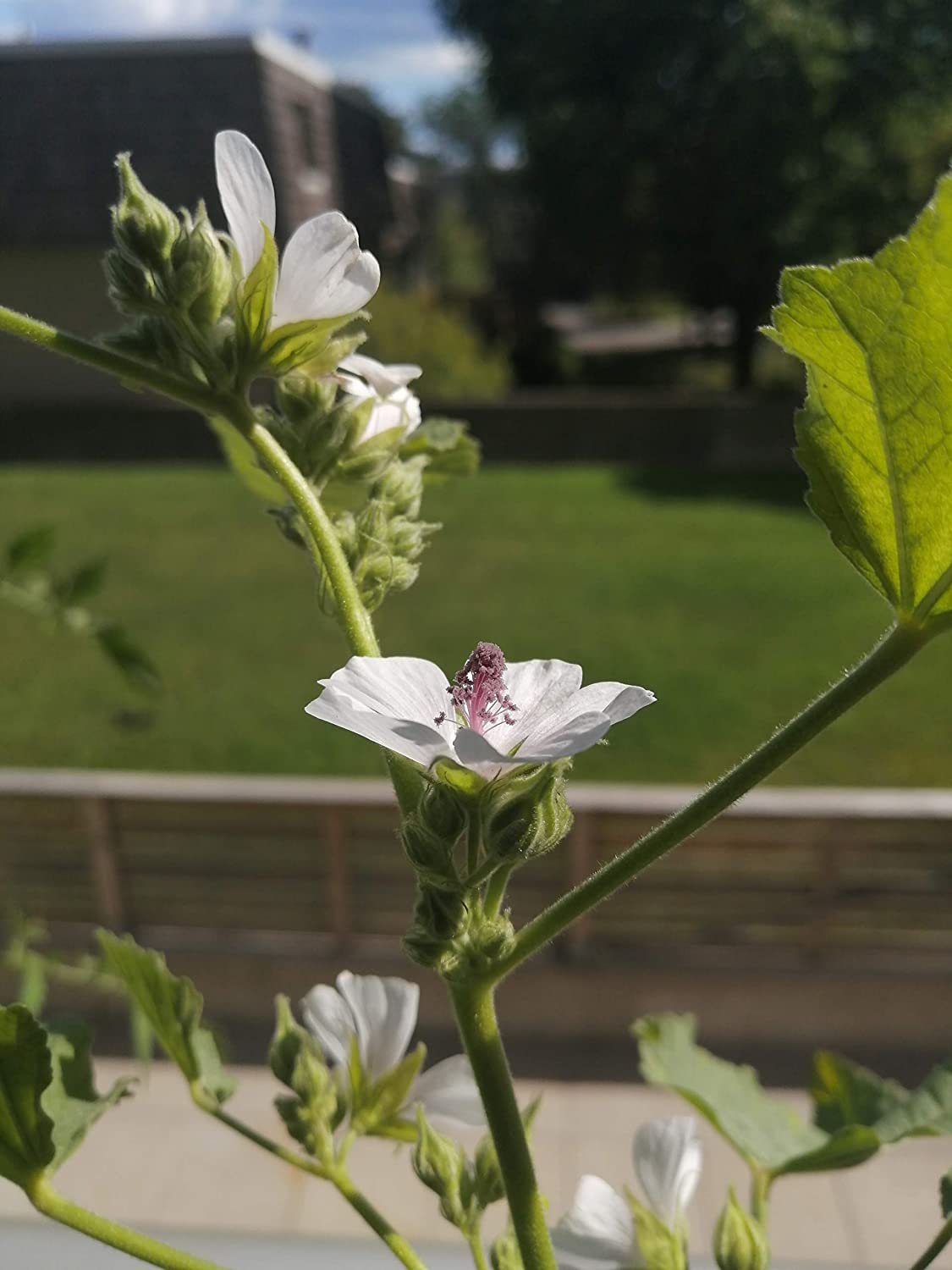 Hundredfold Organic Marshmallow 50 Herb Seeds - Althaea officinalis Non-GMO for Marsh Mallow Root or Bee Flowers