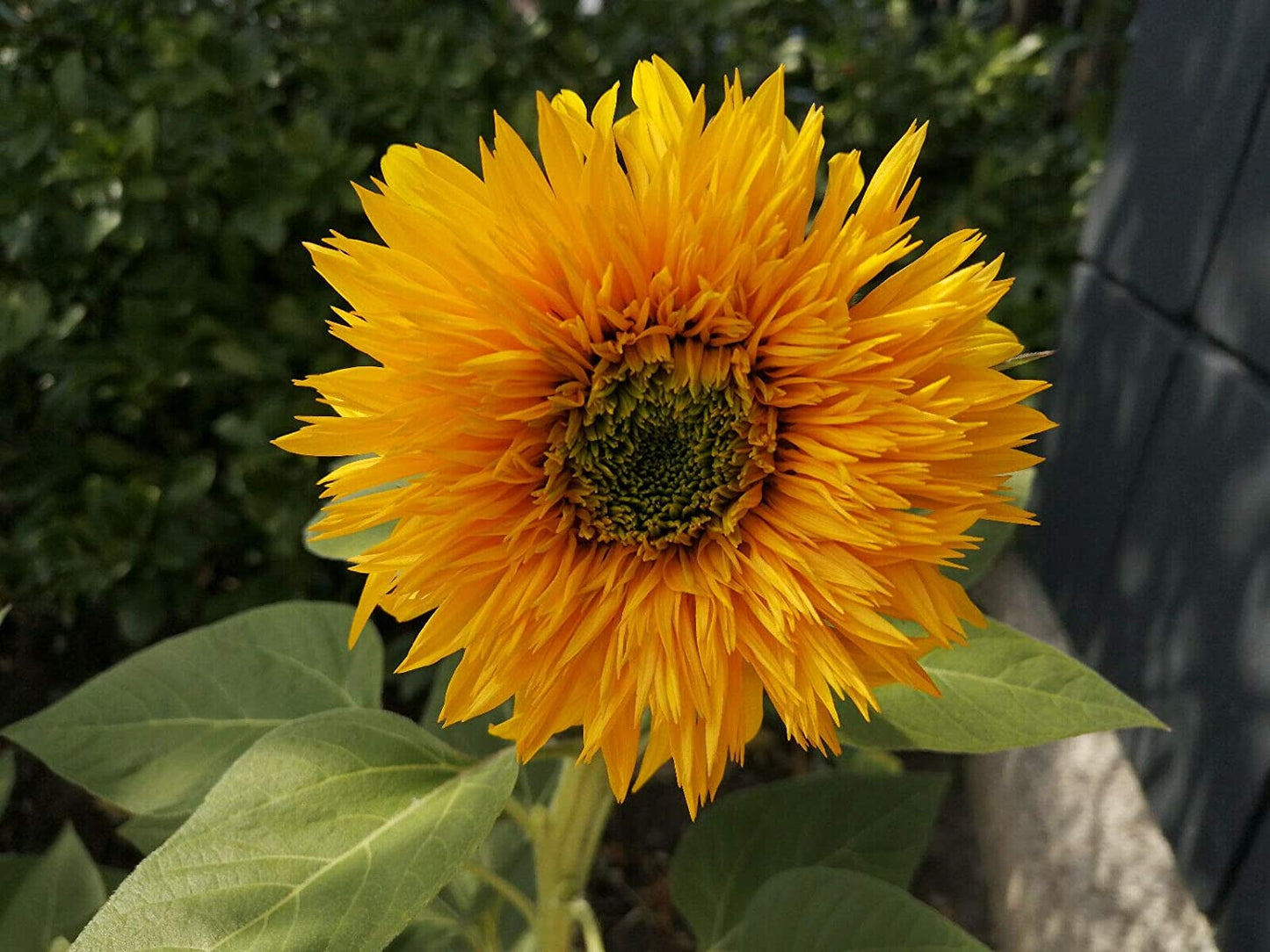 Teddy Bear Dwarf Sunflower 50 Flower Seeds - Helianthus annus Attracts Bees and Birds