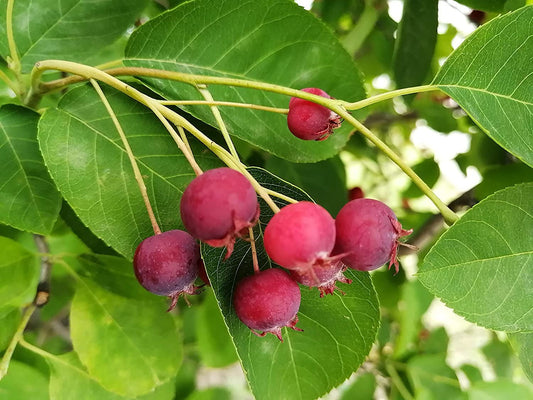 Hundredfold Serviceberry Juneberry June Berry 1 Seedling - Shadblow, Shadbush or Saskatoon Berry Canada and USA Native Fruit Shrub, Bare Rooted Bare Root One Live Plant (No Pot)