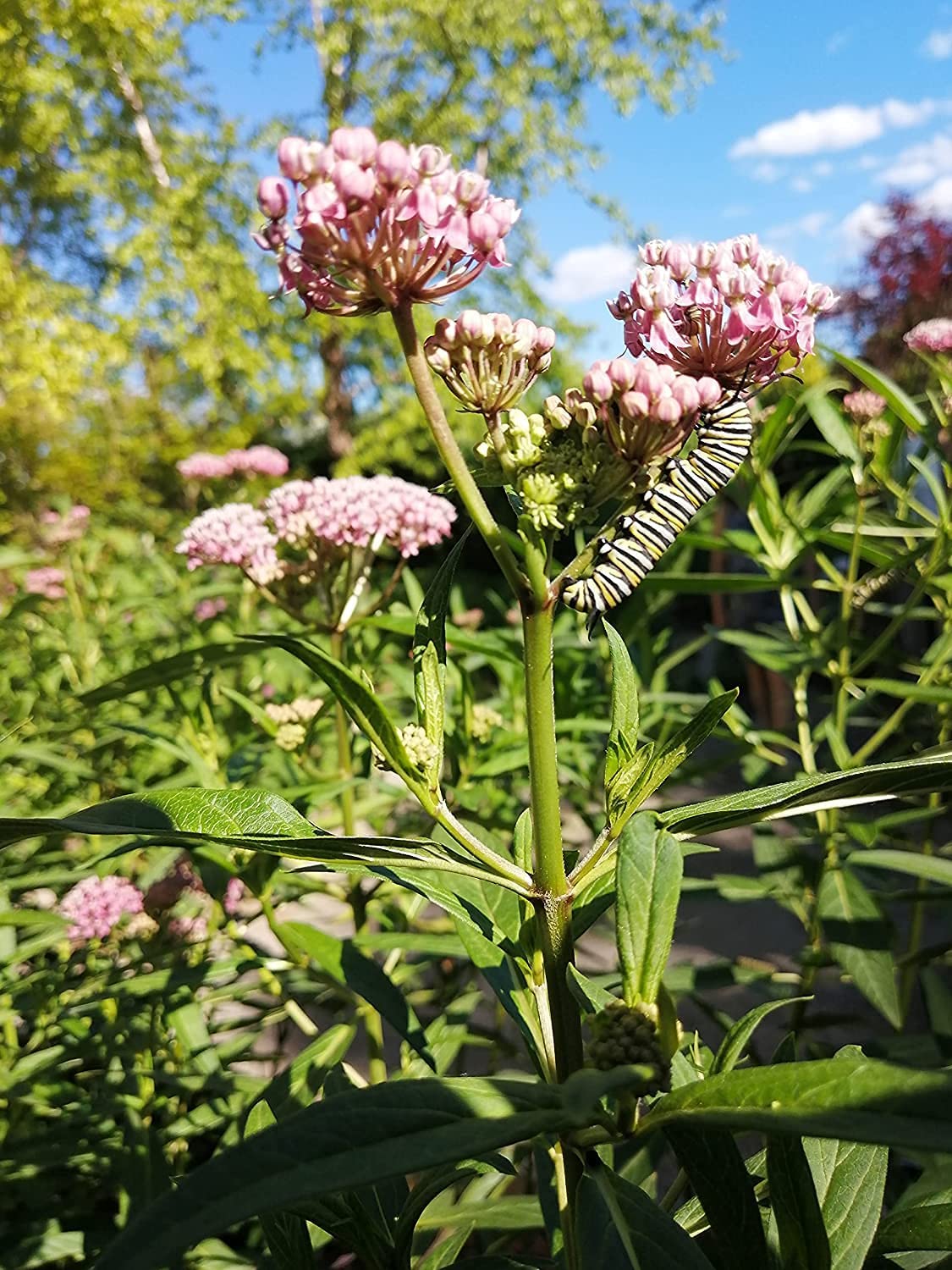 Hundredfold Milkweed Combo Perennial Flower Seeds, Canada Native, Host Plants for Monarch Larvae, Consists of Common Milkweed and Swamp Milkweed - One Package, Two Varieties and 80 Seeds in Total for Monarch Butterfly Garden