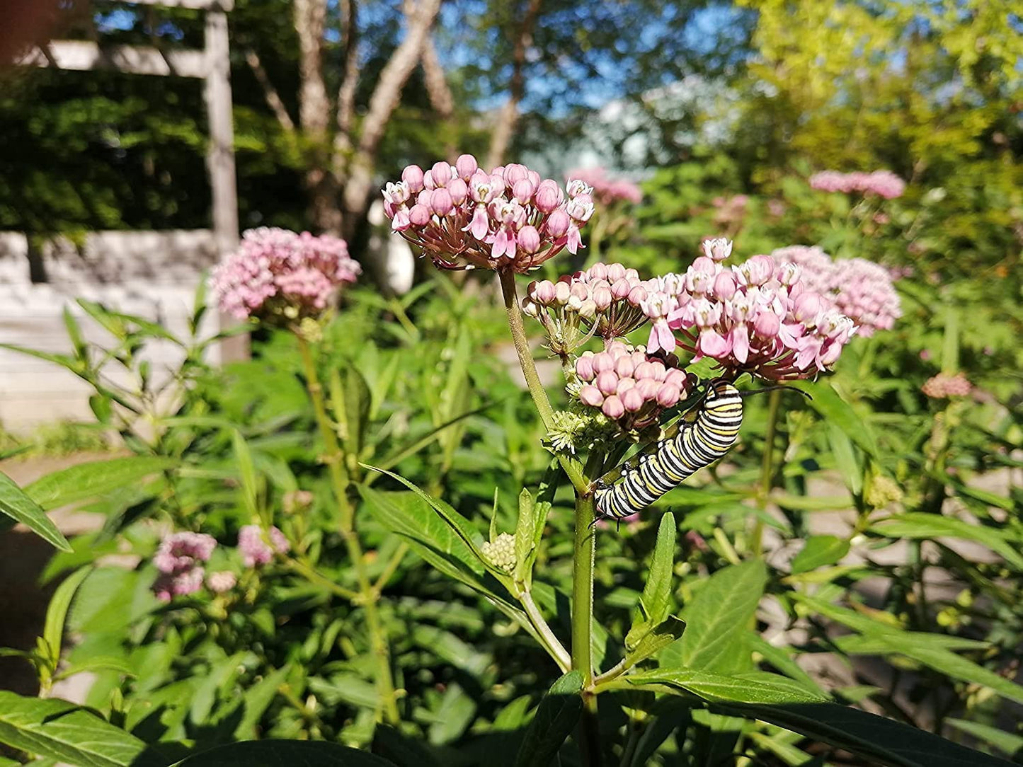 Hundredfold Swamp Milkweed One Perennial Flower Live Plant - Asclepias incarnata, Rose Milkweed, Bare-Rooted Live-plant (No Pot), Canada Native, Host Plant for Monarch Butterfly Larvae, Tolerate Wet Soils, Butterfly Garden Staple, Ontario Grown