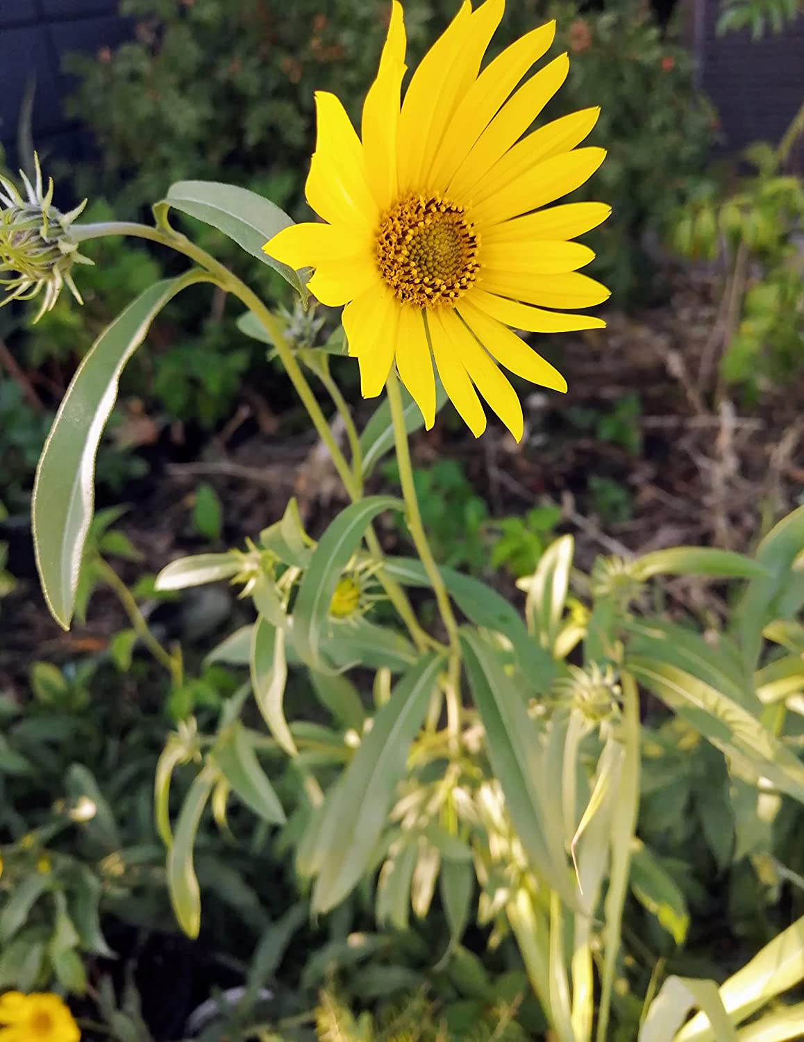 Hundredfold 50 Maximilian Sunflower Seeds - Helianthus maximiliani Max Sunflower Canada & USA Native Prairie Wild Flower