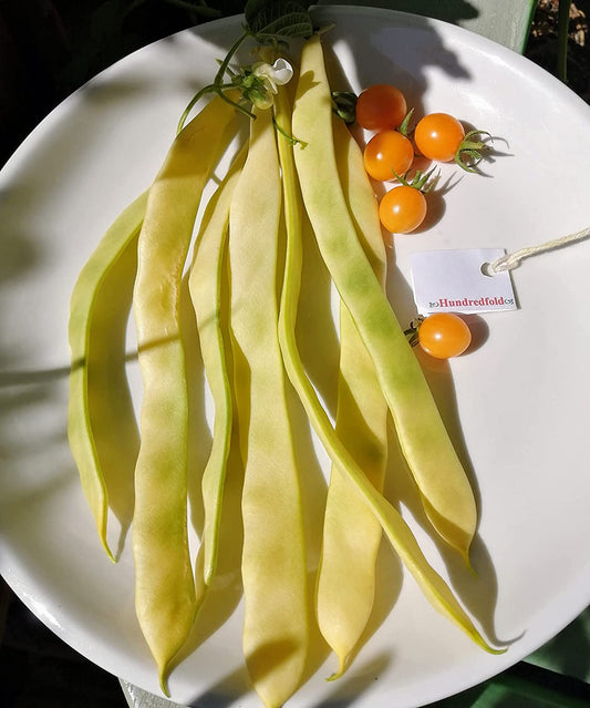 Golden Gate Climbing Pole Bean 30 Vegetable Seeds - Non-GMO Romano Yellow Snap Bean