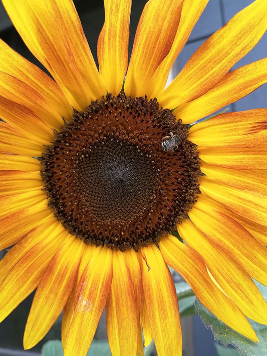 Autumn Beauty Mix Sunflower 30 Seeds - Non-GMO Multi-Branching Sunflower Best for Fall Display, Cut Flowers & Bee Gardens