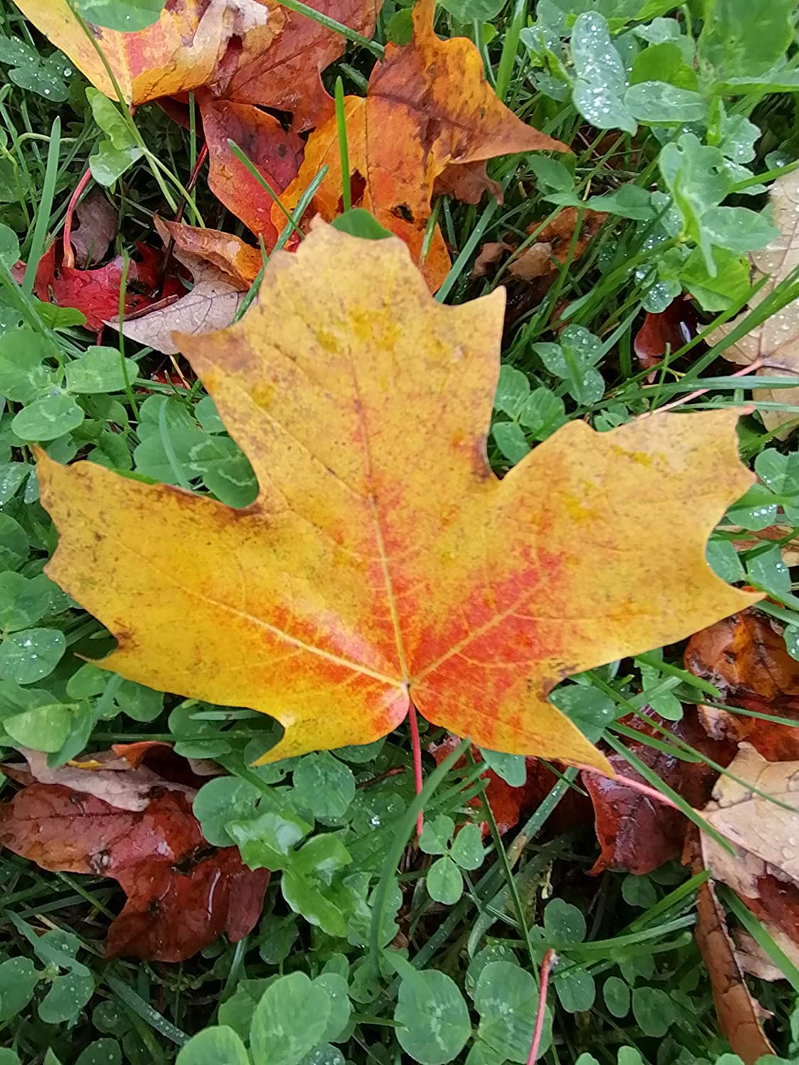 Sugar Maple 10 Tree Seeds Ontario Grown - Acer Saccharum Hard Maple Canada Native Source of Maple Syrup