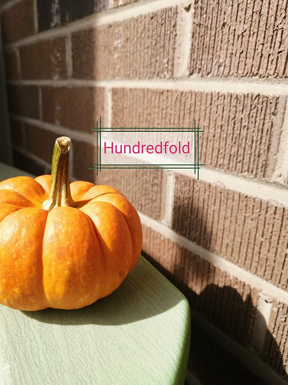 Hundredfold Jack Be Little Miniature Pumpkin 30 Seeds to Plant – Cucurbita Pepo Non-GMO Baby Pumpkin for Decoration or Eating, Children’s Garden