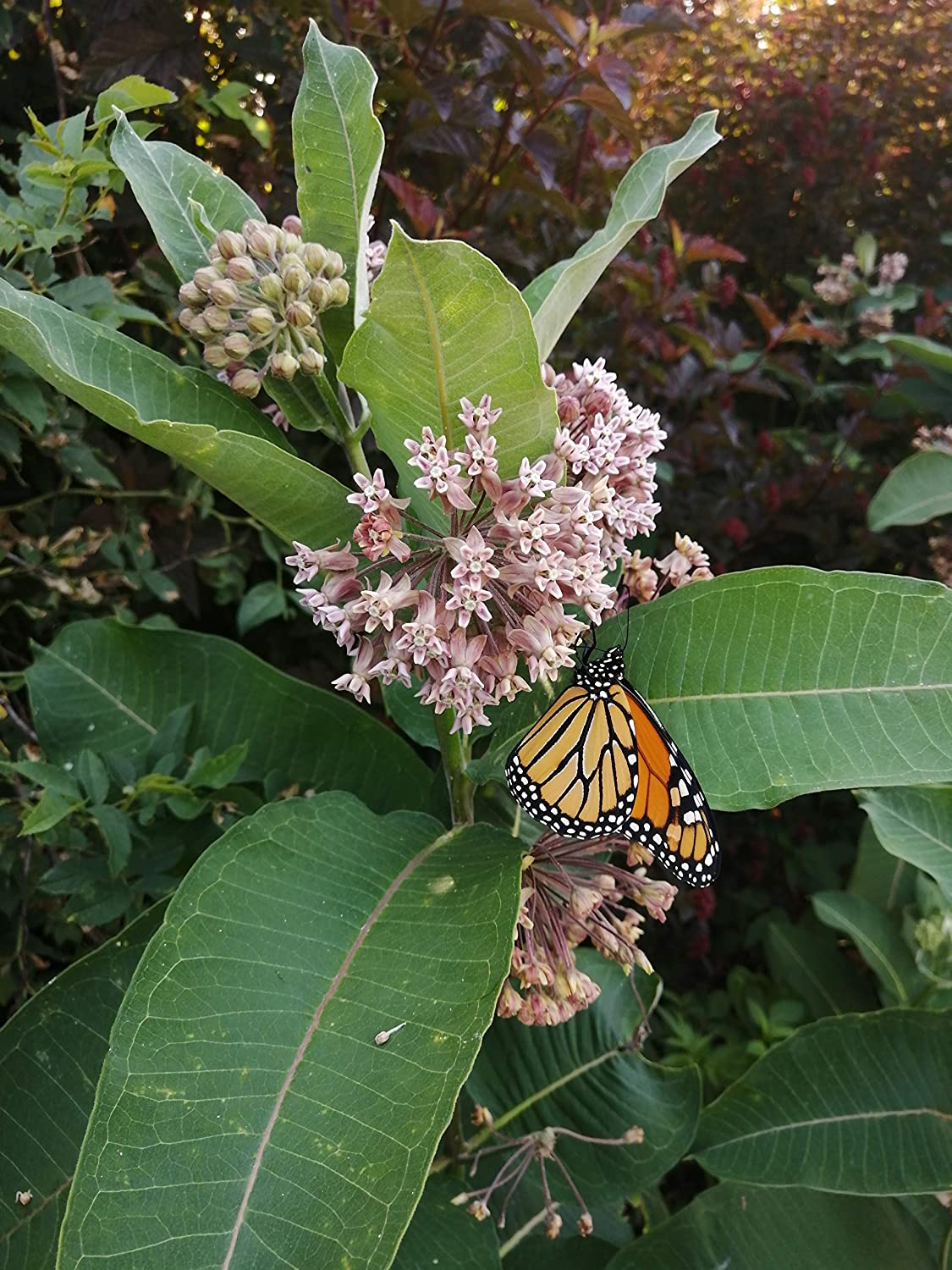 Hundredfold Common Milkweed Native Wild Flower 30 Seeds - Asclepias syriaca Milk Weed, Food Source for Monarch Caterpillar and Butterfly
