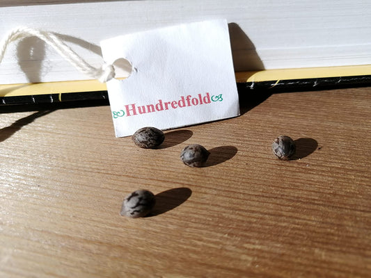 Hundredfold 4 Spicebush Seeds - Lindera Benzoin, Benjamin Bush, Northern Spicebush, Spice Bush, Allspice, Native Shrub, Attract Swallowtail Butterflies, Edible Berries and Leafs