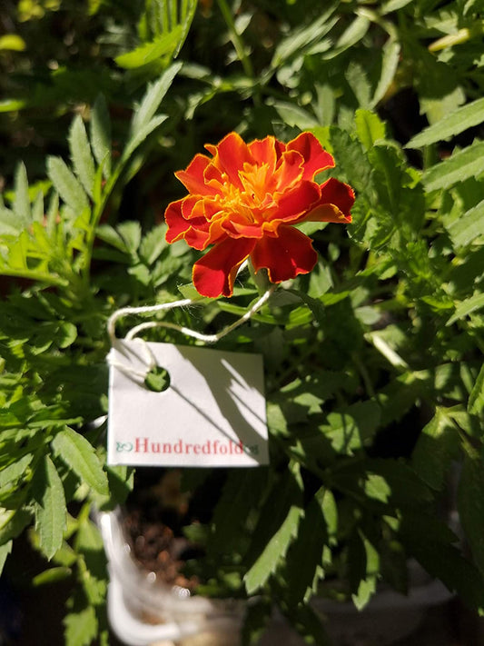 Hundredfold Brocade Mix French Marigold 200 Flower Seeds - Tagetes patula, as an Excellent Companion Plant for Kale, Tomato & Cucumber