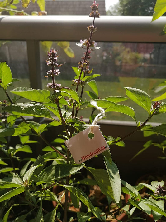 Hundredfold Cinnamon Basil 200 Flowering Herb Seeds - Non-GMO Ocimum basilicum Purple Stems and Flowers, Dural Purpose Plant: Fillers for Bouquets and Kitchen Herb