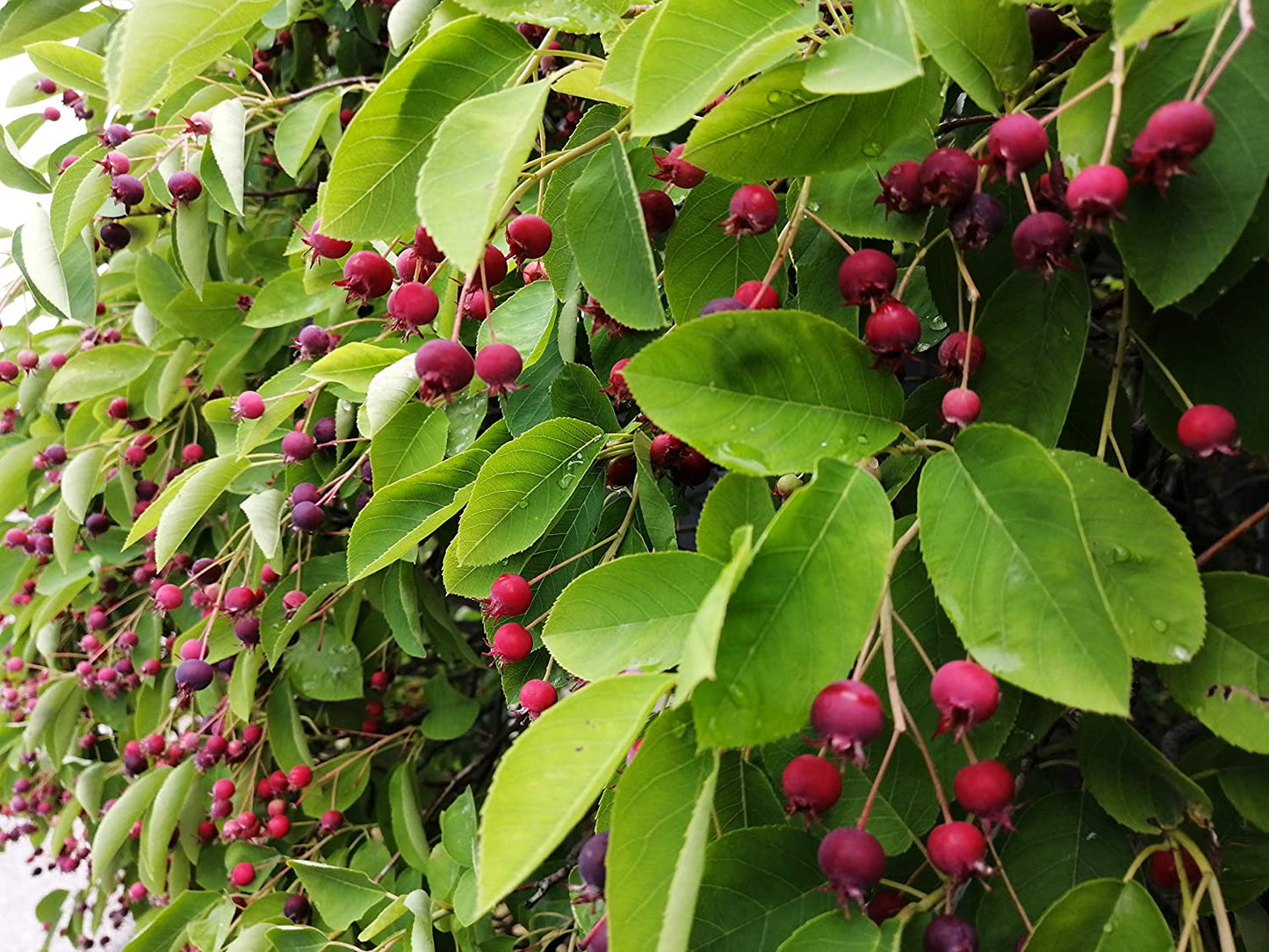 Serviceberry Juneberry June Berry 20 Seeds - Shadblow, Shadbush or Saskatoon Berry Canada and U.S. Native Fruit Shrub, Ontario Grown, Packed and Shipped in Canada