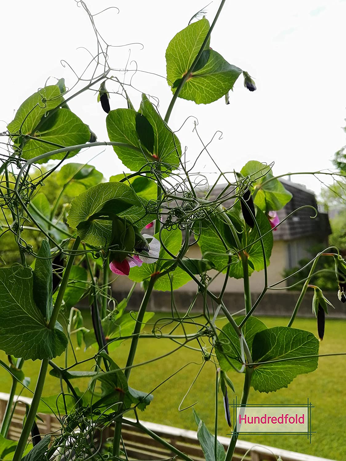 Hundredfold Sugar Magnolia 50 Snap Pea Seeds for Planting - Non-GMO Vegetable with Highly Ornamental Pink & Purple Flowers and Delicious & Sweet Pods, Tall Vines Need Trellis (Support)