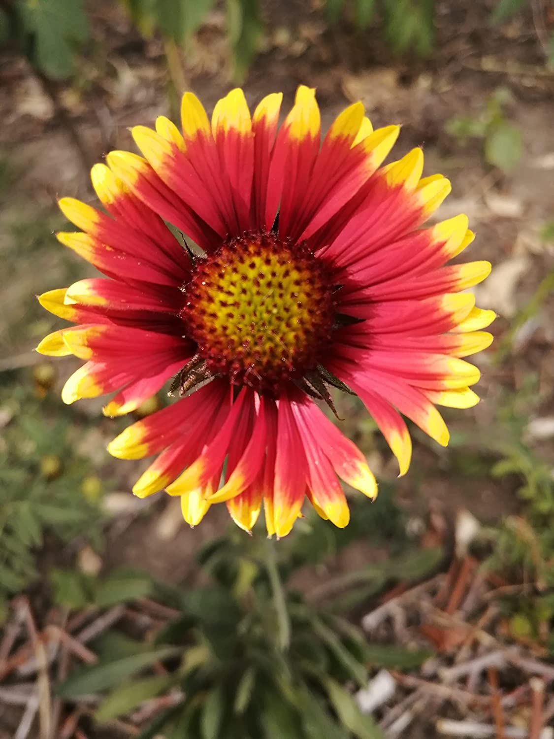 Hundredfold Burgundy Gaillardia 100 Seeds - Gaillardia aristata Blanket Flower, Native Prairie Flower, Hardy Perennial, Perfect for Care-Free Bee & Flower Garden, Packed and Shipped in Canada