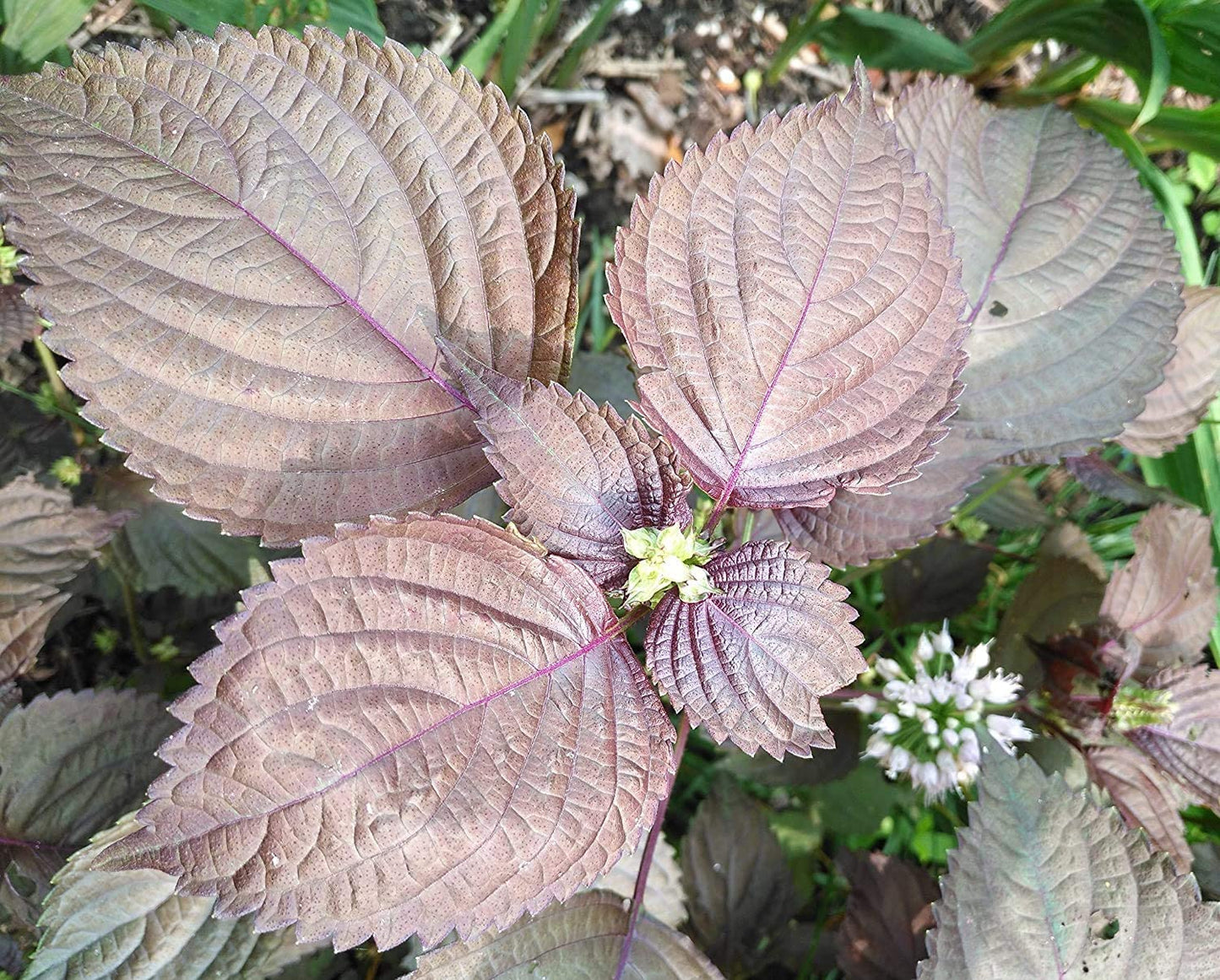 Hundredfold Red Shiso Perilla 200 Herb Seeds - Perilla frutescens, Non-GMO Japanese Basil, Cinnamon Scented Purple or Red Mint, Excellent for Mircogreens, Micro Shoots or Container Garden