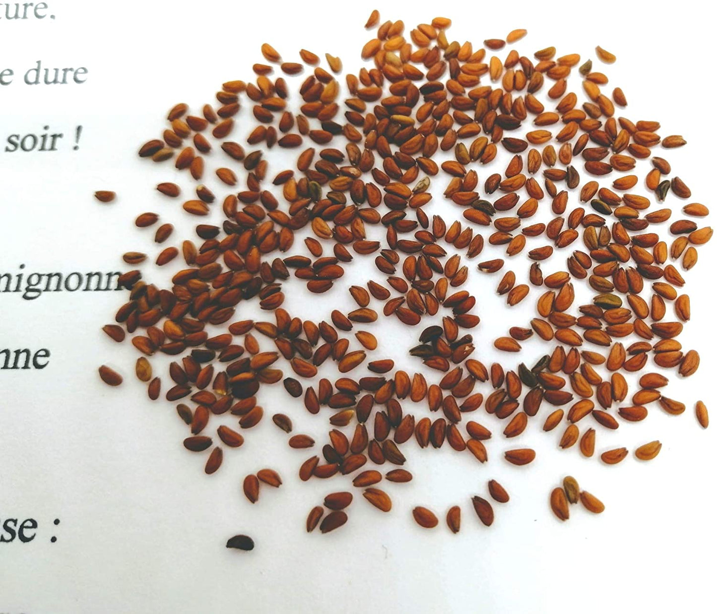 Hundredfold Garden Cress 1000 Herb Seeds - Lepidium sativum Non-GMO Curly Cress, Spicy Microgreen, or Cress Shoot