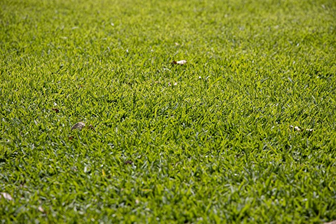 Hundredfold 1/2LB (8oz) Buffalo Grass Seeds - Bouteloua dactyloides Native Turf-Type Short Grass for Buffalograss Low-Maintenance Lawn or Lawn Alternative