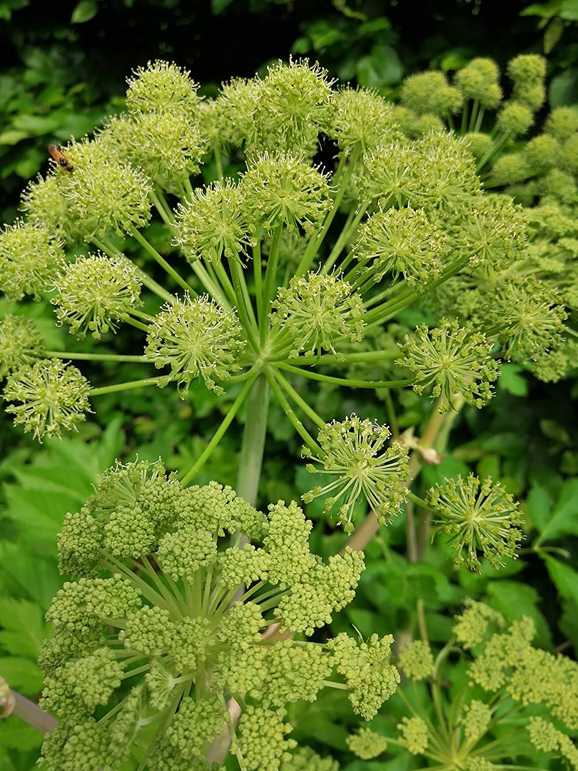 Hundredfold Lovage 100 Herb Seeds - Levisticum officinale Cold-Hardy Celery & Parsley Flavor, Roots Used as Vegetable, Seeds as Spice, Packed and Shipped in Canada