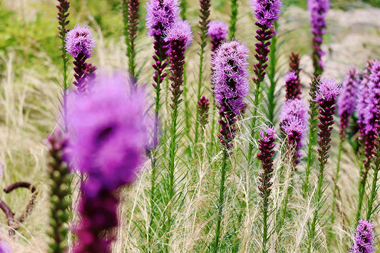 Hundredfold Blazing Star Wild Flower 500 Seeds - Liatris spicata, Marsh Blazing Star, Gayfeather, Button Snakeroot Canada Native Wildflower