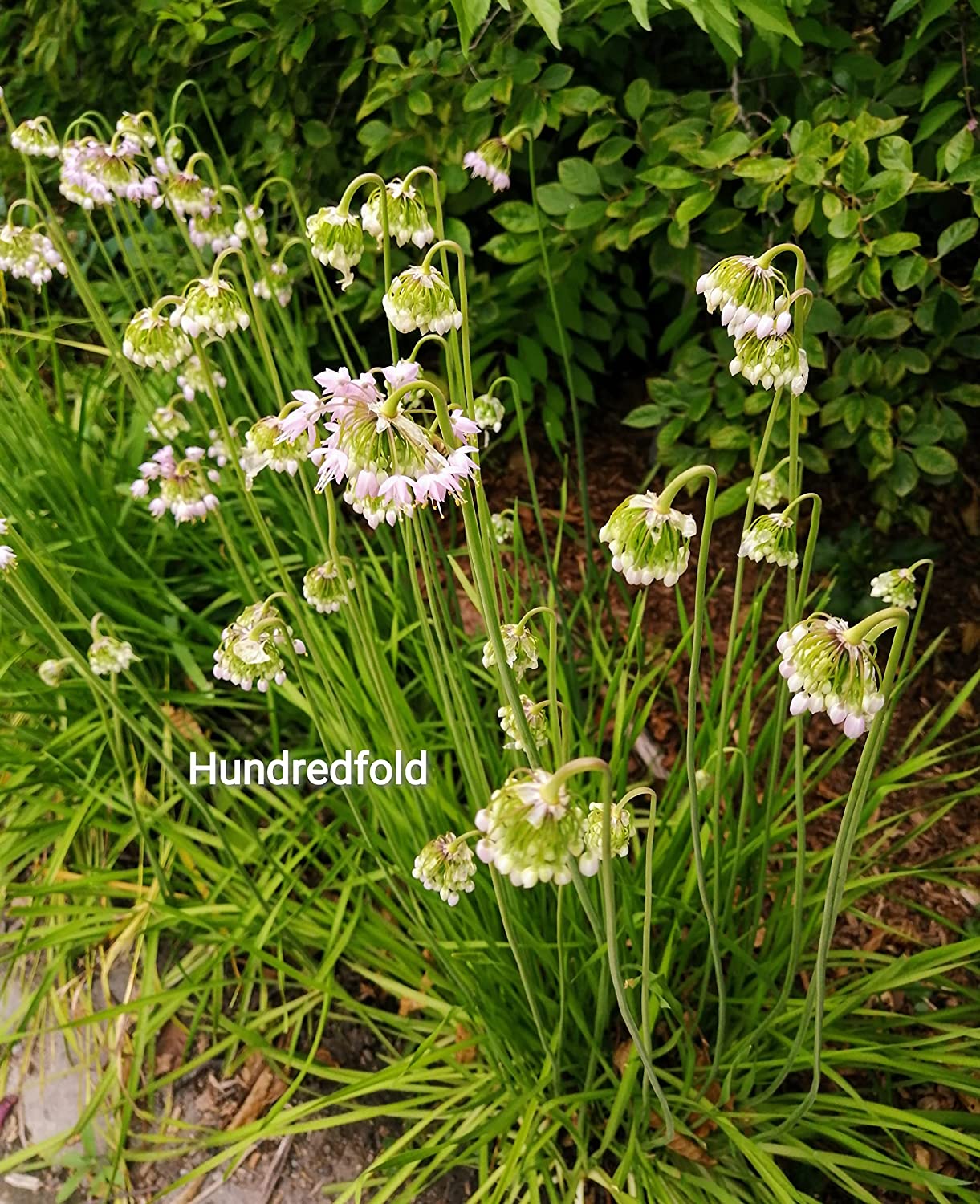 Hundredfold 100 Nodding Wild Onion Seeds - Allium cernuum Native Canada and USA Prairie Turf Forming Perennial Herb