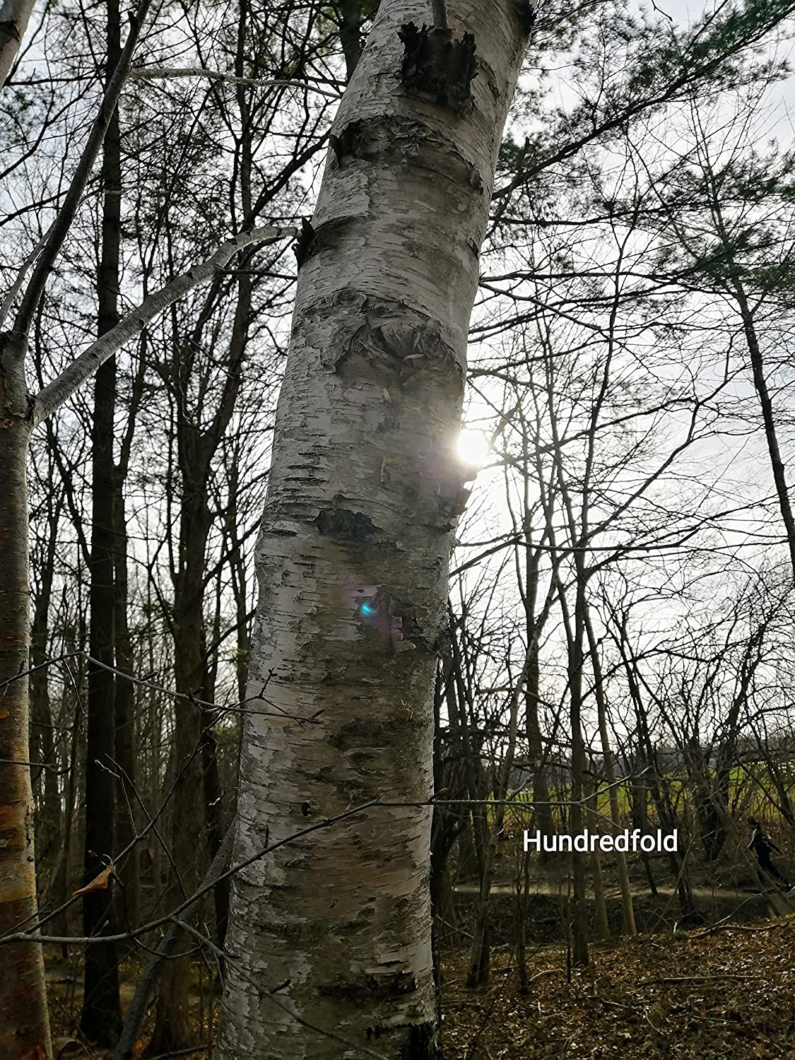 Paper Birch 50 Seeds - Betula papyrifera American White Birch, Canoe Birch Native Tree in Canada and USA, Excellent for Landscaping and Reforestation