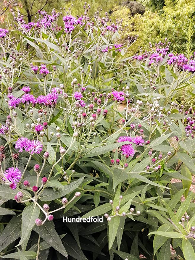 Hundredfold Common Ironweed 500 Flower Seeds - Vernonia fasciculata Perfect for Prairie or Meadow Garden