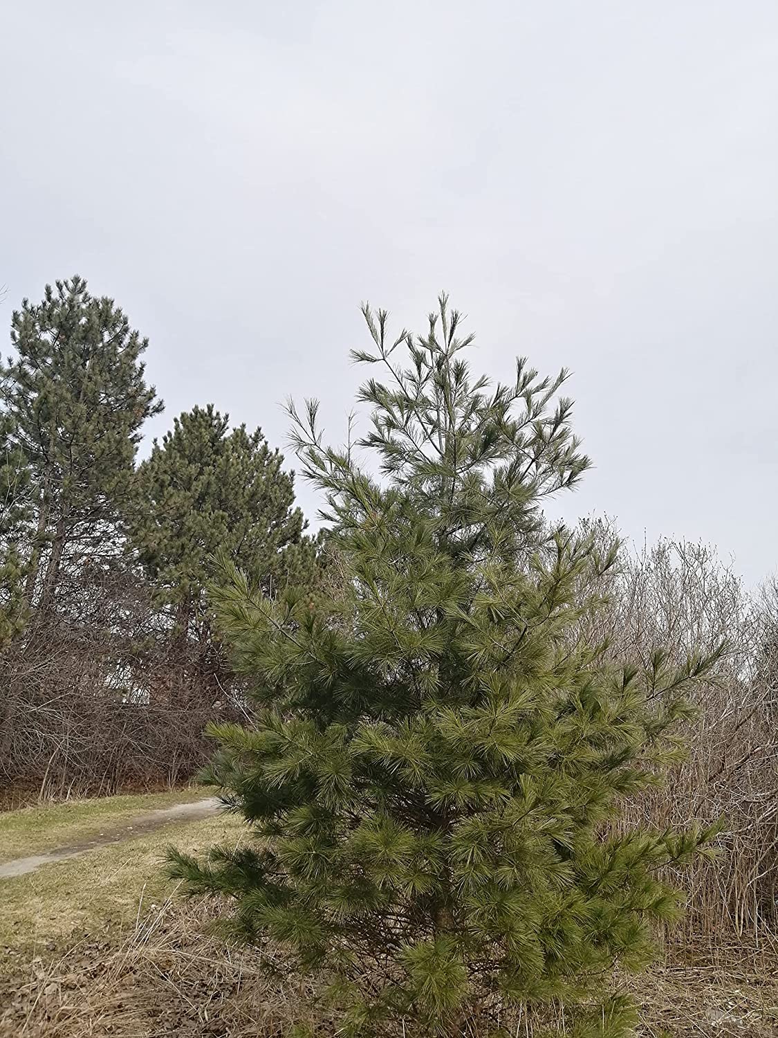 Eastern White Pine 10 Tree Seeds - Pinus strobus Canada & USA Native Tree, Weymouth Pine, for Windbreak, Firewood or Bonsai Houseplant