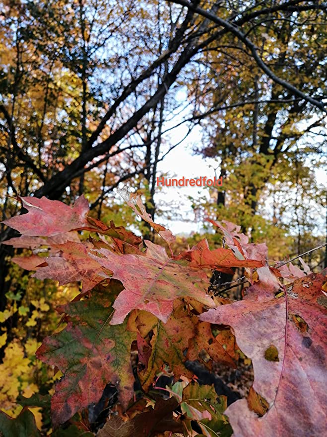 Hundredfold Northern Red Oak 3 Tree Nut Acorn Seeds - Quercus rubra North America Native, Champion Oak, Large Specimen & Shade Tree, Beautiful Fall Color, Shipped in Canada
