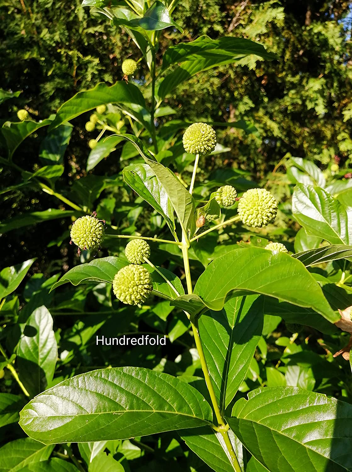 Hundredfold Button Bush Buttonbush 100 Seeds - Cephalanthus occidentalis Canada Native Bush, Spreading Shrub for Shade Garden, Rain Garden and Ponds