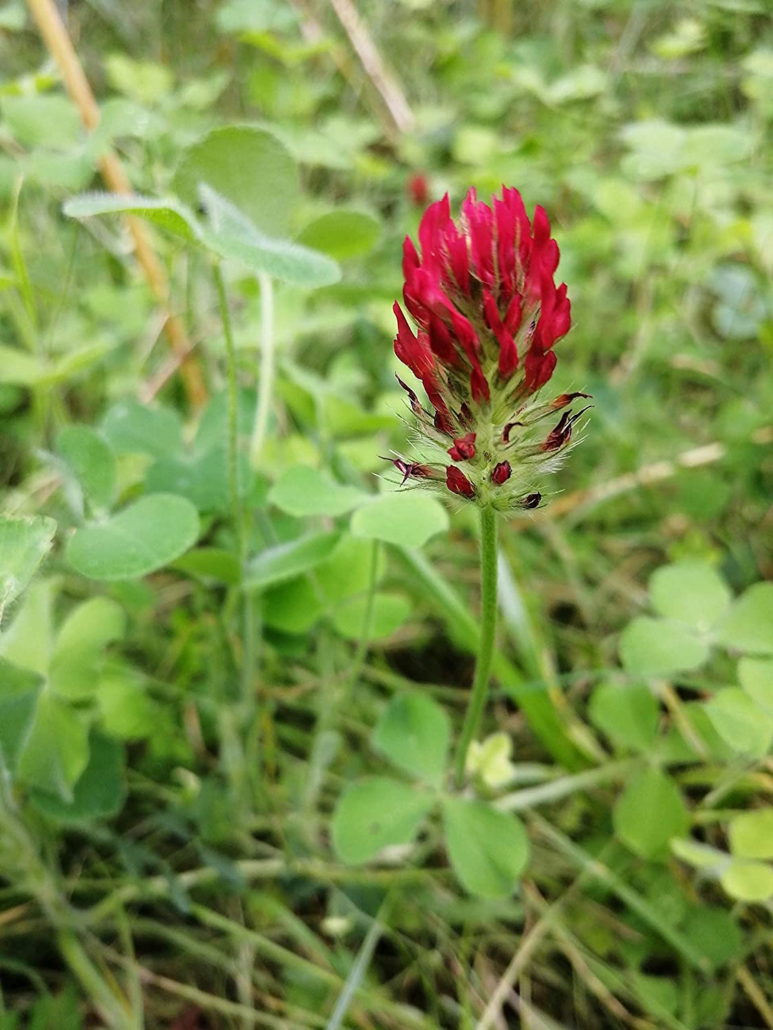 Hundredfold Crimson Clover 0.5oz (15g) Seeds - Trifolium incarnatum Attractive Flower, Forage and Cover Crop, Covers 50ft², for Lawn, Garden, Food Plot & Cropland
