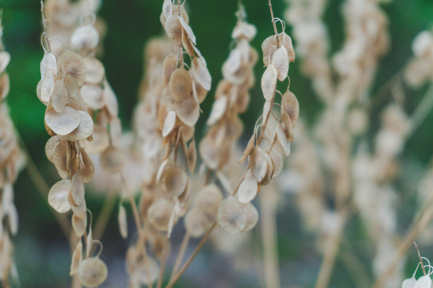 Hundredfold 100 Honesty Flower Seeds - Lunaria annua, Money Plant, Silver Dollar or Moonwort